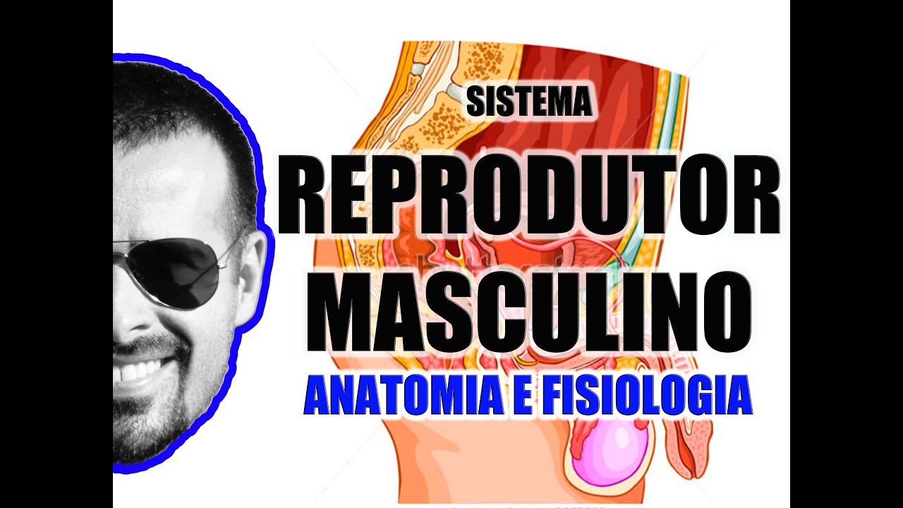 Sistema Reprodutor Masculino | Aparelho Reprodutor | Anatomia Humana - VideoAula 058