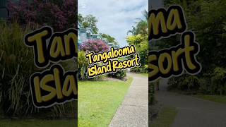 Tangalooma Island Resort #cruise #cruisetour #travelvlog #travel #tangalooma #moretonisland