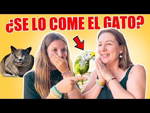 RESCATAMOS Bebé LORO de UN GATO y no sabemos QUÉ HACER con él