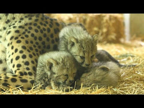 Four cheetah cubs make their debut at Vienna zoo | AFP