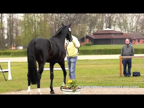 Desiderio saddle approval in hand April 2012