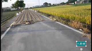 【新聞】雲林開放110處道路曬花生 路人若任意破 【新聞】雲林開放110處道路曬花生 路人若任意破