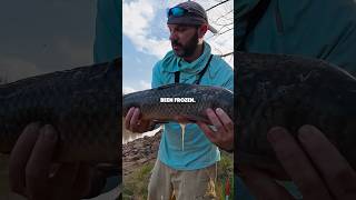 The BEST bait to catch #alligatorgar #gar #garfishing