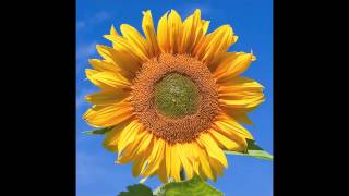 Jeff Buckley &amp; Elizabeth Fraser - All Flowers in Time