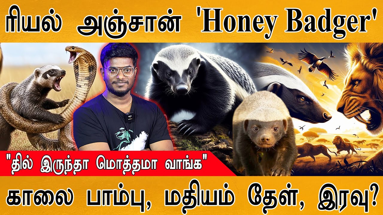 ரியல் அஞ்சான் Honey Badger | "தில் இருந்தா மொத்தமா வாங்க" | Honey Badg