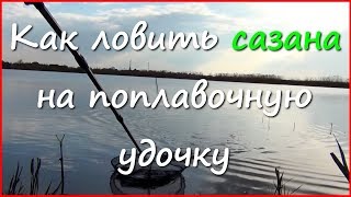 Сазан в апреле