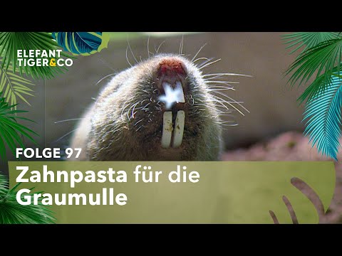 Mullomed für weiße Zähne! (Folge 97) | Elefant, Tiger & Co. | MDR