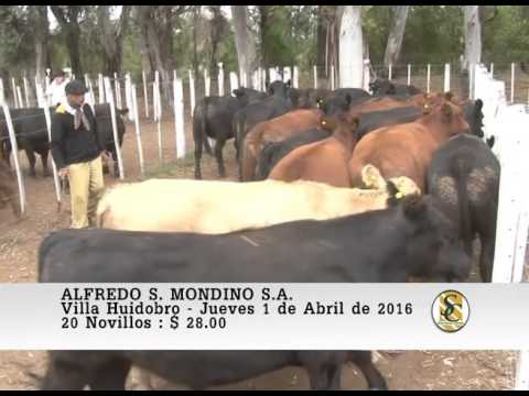 01-04-16 Venta de Gordo - Alfredo S. Mondino S.A. - Villa Huidobro