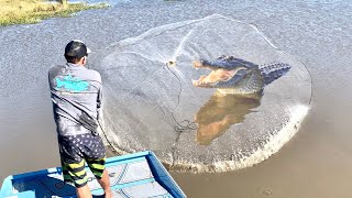 CAST NETTING THOUSANDS of FISH in a POTHOLE full of GIANT GATORS