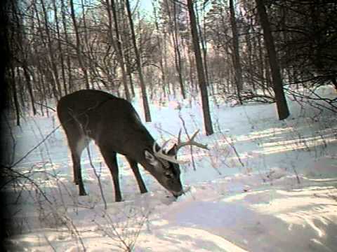 monster buck caught on the camera