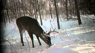 monster buck caught on the camera