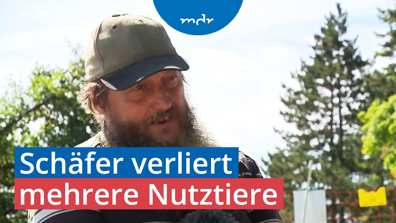 Elf Tiere gerissen: Steckt ein Luchs dahinter? | MDR THÜRINGEN JOURNAL | MDR