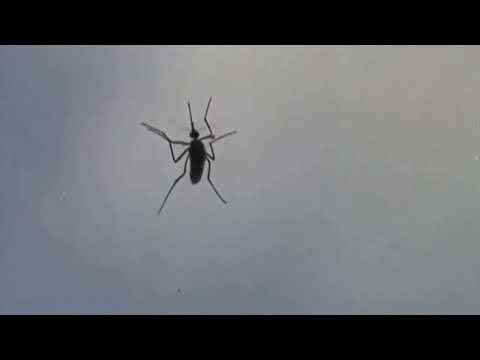 Westchester West Nile