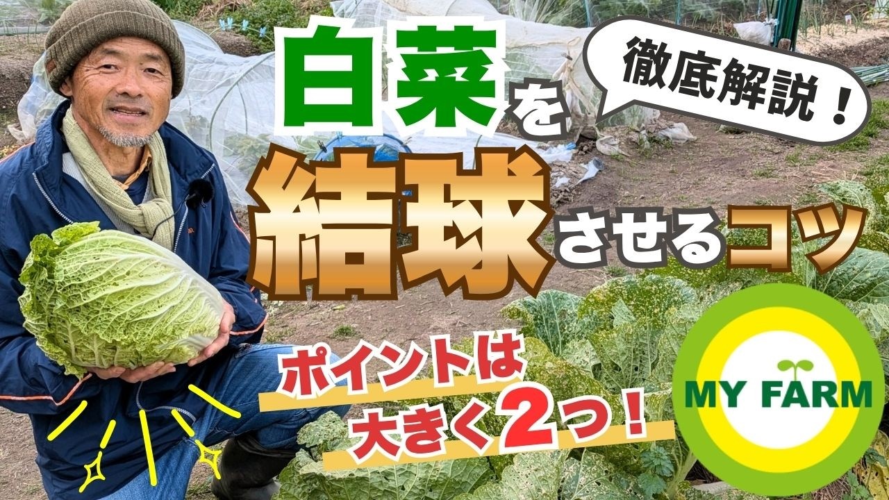 【白菜】うまく結球させるコツを基本から徹底解説します│有機栽培で野菜づくり