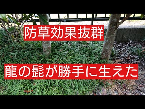 草原ヤギのひげ 植物