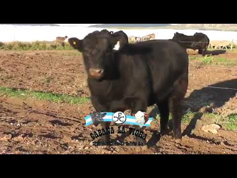 Cabaña LA TIGRA DE CASSANO. EN TORNQUIST