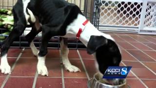 Puppy left alone in kennel for weeks somehow survives