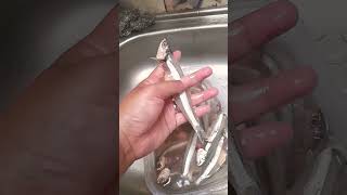 Download lagu ikan teri.. versi jumbo ny ini mAaahh mp3