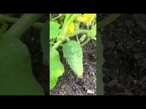 A Peaceful Monday Walk About- The Veggie area!🍉🥒🍅🍆🧅🥬