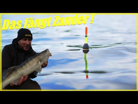 Zanderangeln mit Pose und Köderfisch / So baust du die perfekte Zandermontage