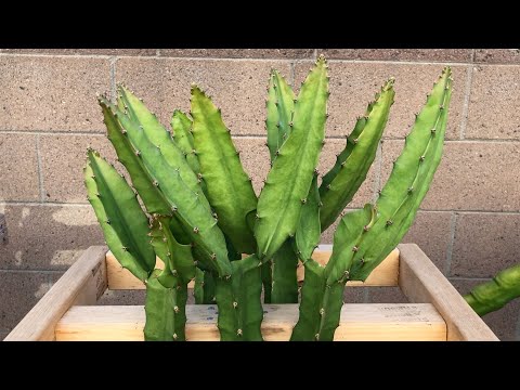 , title : 'How to Graft a Dragon Fruit Seedling Part 8 (10.5 Months UPDATE!)'