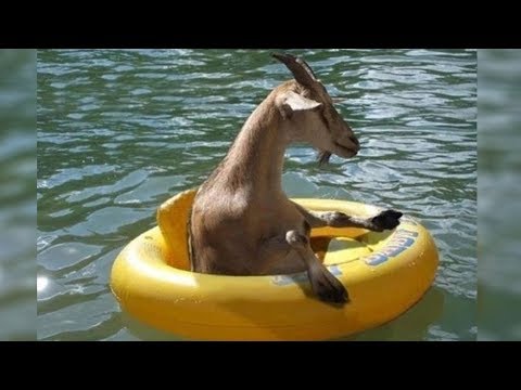 C'est pourquoi les chèvres et les moutons sont les animaux les plus drôles.
