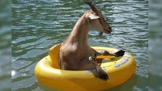 C'est pourquoi les chèvres et les moutons sont les animaux les plus drôles.