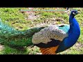 Good Morning Video