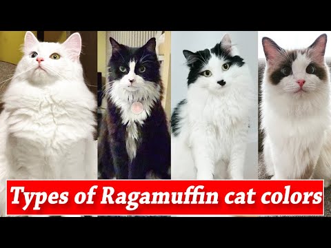 9 Ragamuffin Cat Colors & Patterns | Types Of Ragamuffin Cat | Ragamuffin Cats Color
