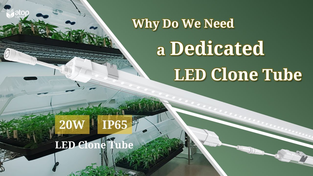 Cannabis Clone light, 20W Full Spectrum LED Clone Light, up to 80pcs Daisy-chain, Vertical farming