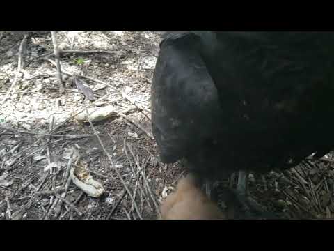 OWENS Vulture Chick Feeding Time