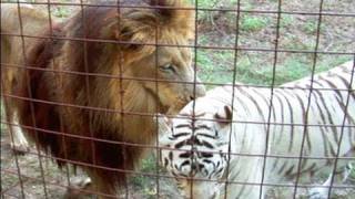 Lion + White Tiger = Cameron &amp; Zabu!