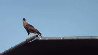 preview picture of video 'Caira Caira ! Native bird of pray in Florida !'