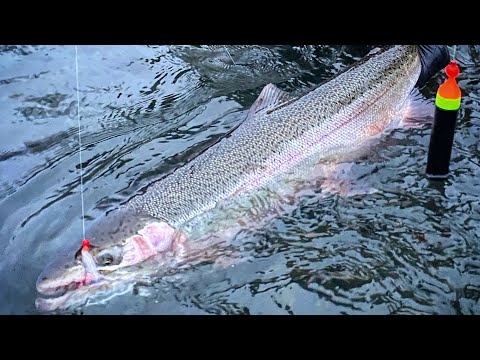Low Water STEELHEAD Fishing INSANITY!! (They're STACKED!)
