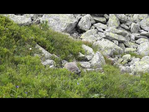 Świstak tatrzański – Dolinka za Mnichem