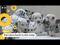 Dove puppies: niet meer laten inslapen, maar beter trainen