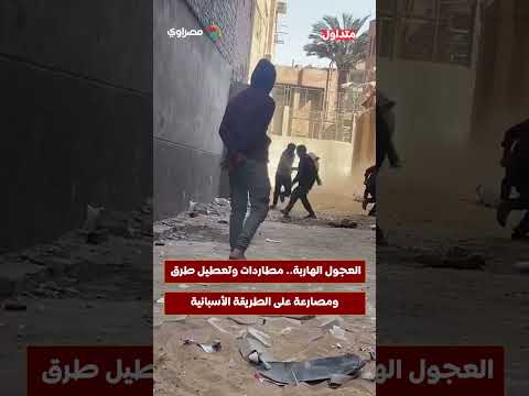 العجول الهاربة.. مطاردات وتعطيل طرق ومصارعة على الطريقة الأسبانية 