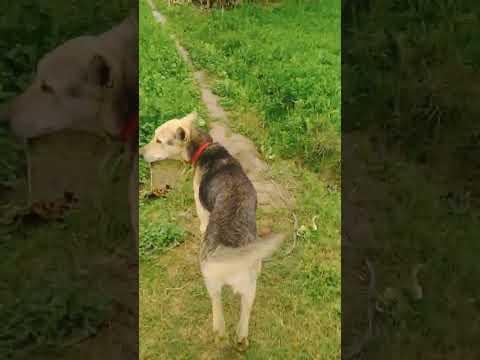 morning walk whit my quit puppy