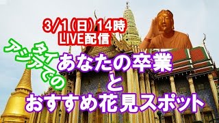 タイ・アジアでの卒業とおすすめお花見スポット