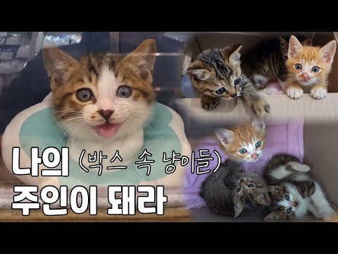 겨울, 길에서 주운 박스에 고양이들이 말했다