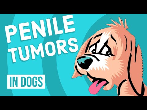 Penile Tumors in Dogs