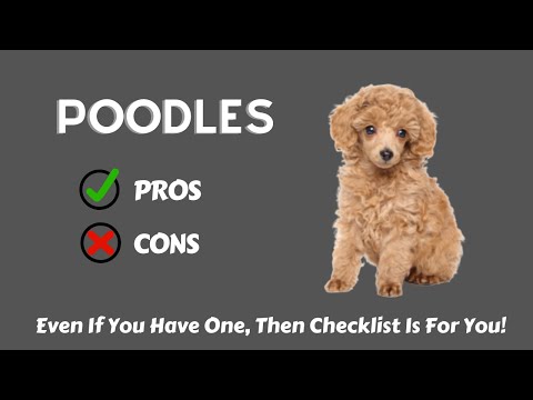 Poodles: The Pros & Cons of Owning One | Pros And Cons Of Owning Poodles | Should You Own Poodle