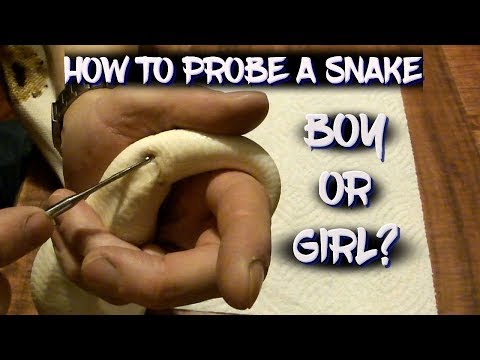 Sexing Your Snake: 5 Proven Ways to Tell a Snake’s Gender from Home