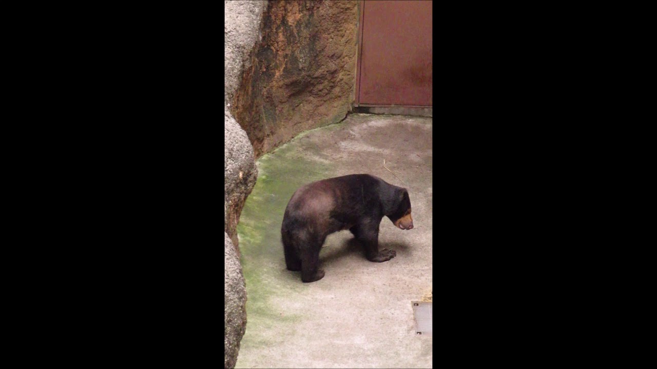 Momoco the Sun bear "See you" / マレーグマのモモコ「またね」（上野動物園）