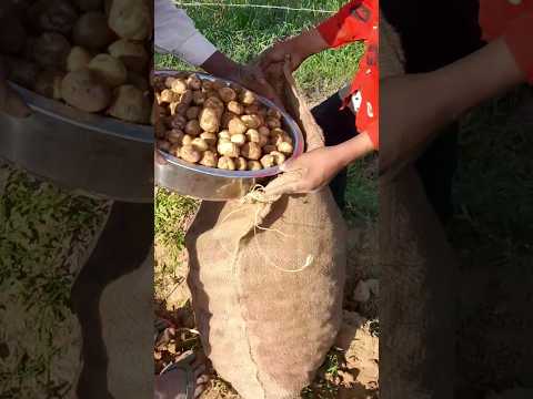 , title : 'Potatoes Packing Tips 🥔 Potato Harvesting From Farm #satisfying #potato #harvesting #short #shorts'