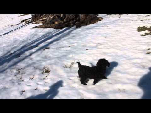 Chino & Dexter's litter