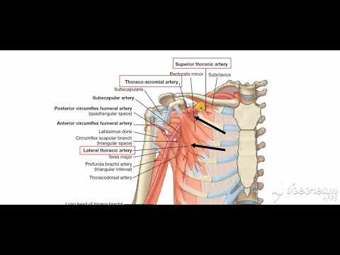 Axillary artery branches