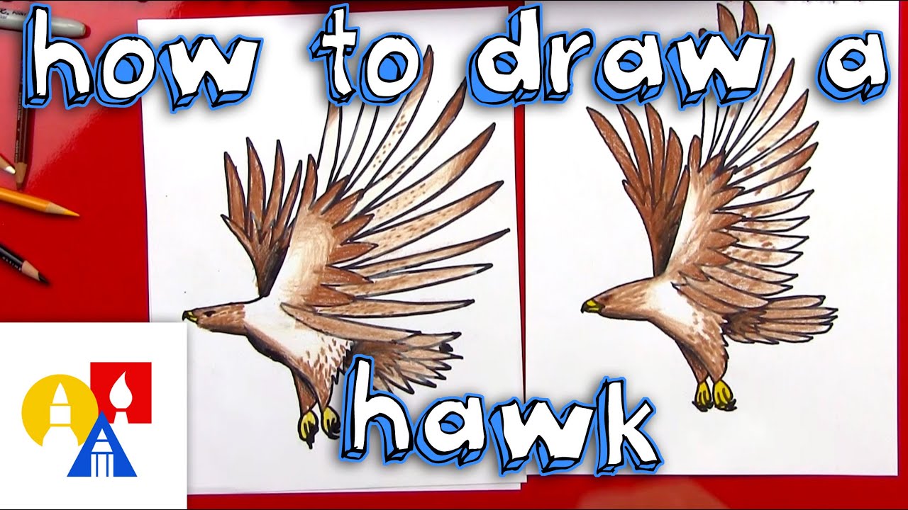 How To Draw A Realistic Hawk