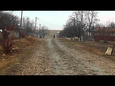 boboteaza 2012 plevna