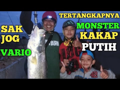 NGERI‼️DI HAJAR BABON BARRAMUNDI || Pantai Marina Semarang #fishing #fish #mancing